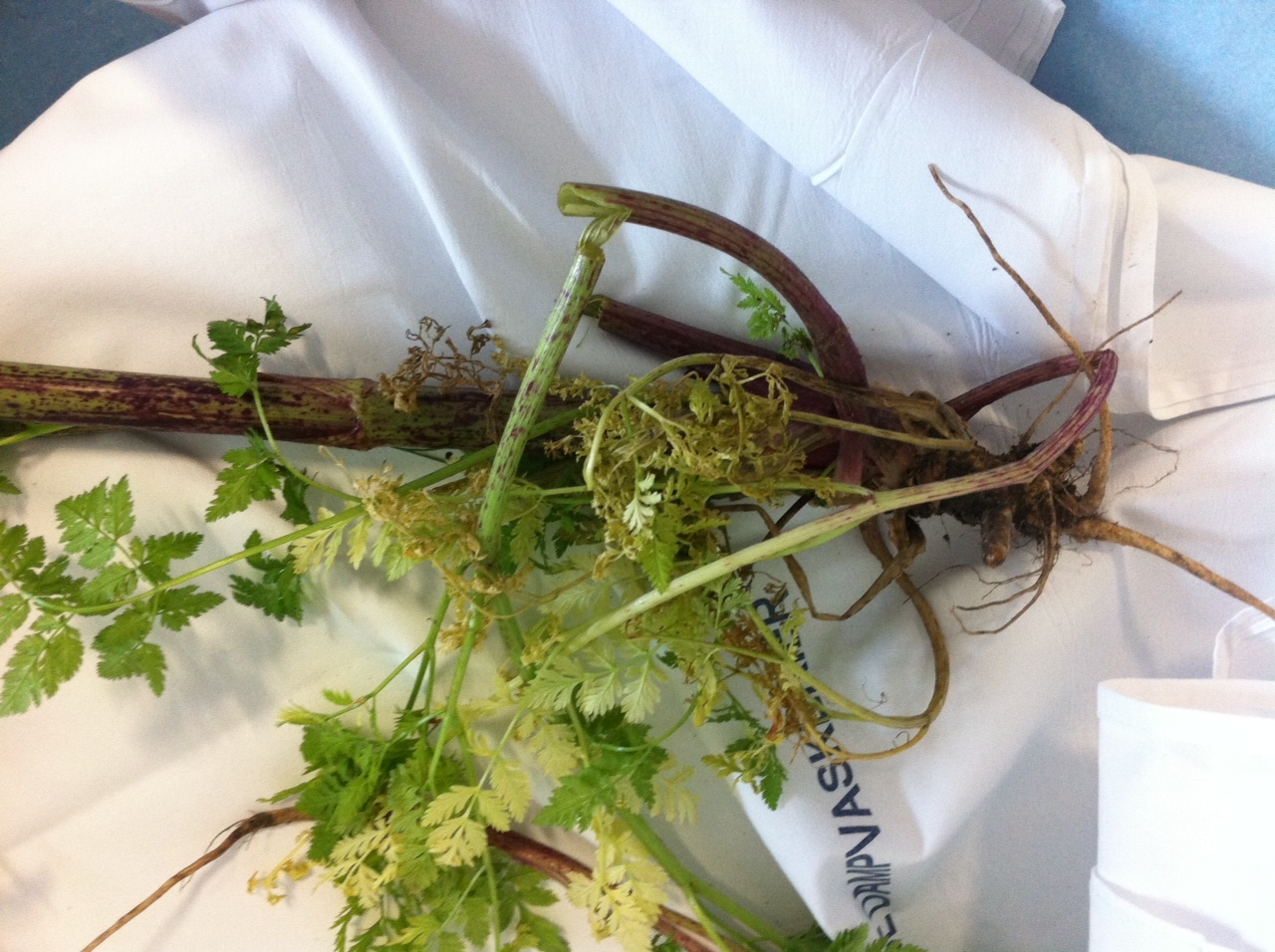 Billeder Af Planter De Mest Giftige